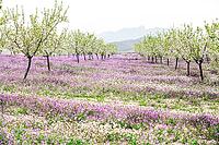 February and march are the key months for the flowering of peach and almond, an explosion of colors that covers thousand of acres in the province of Murcia [IBR124525441]