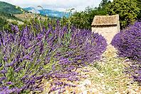 Lavender, lavender blossom, lavender fields, Provence, France, southern France, lavender harvest, Europe, southern Europe [IBR124525445]