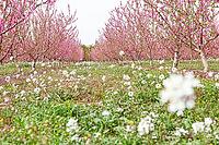 February and march are the key months for the flowering of peach and almond, an explosion of colors that covers thousand of acres in the province of Murcia [IBR124525449]
