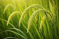 Detailed green rice heads hanging heavily among long leaves in a fresh and thriving paddy environment, AI generated [IBR124550730]