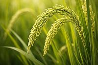 Close-up photograph of fresh green rice panicles bending gently among lush leaves in a vibrant paddy setting.Close-up photograph of fresh green rice panicles bending gently among lush leaves in a vibrant paddy setting, AI generated [IBR124550745]