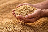 Hands carefully presenting a heap of rice grains against an earthy harvest backdrop with warm natural tones, AI generated [IBR124550764]