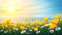 Yellow tulips and daisies under a clear blue sky in sunlight, romantic watercolor illustration, flower meadow at sunset or sunrise, with open text as background, AI generated [IBR124550772]