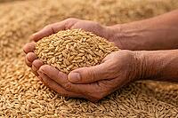 Pair of hands holding cleaned rice grains over a bed of scattered harvest kernels in soft light, AI generated [IBR124550773]