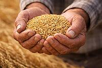 Closeup of both hands carrying harvested rice grains with a natural farm background and documentary feel, AI generated [IBR124550795]