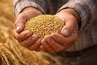 Two weathered hands holding a generous mound of harvested rice grains above a rustic farm-textured background, AI generated [IBR124550797]