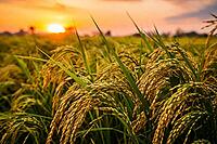 Warm sunset view of ripening rice stalks stretching across a golden agricultural field under glowing evening light, AI generated [IBR124550818]