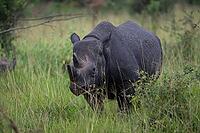 Black rhinoceros (Diceros bicornis) or black rhino in tall grass, Akagera National Park or Kagera National Park, Eastern Province, Rwanda [IBR124563466]