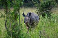 Black rhinoceros (Diceros bicornis) or black rhino in tall grass, Akagera National Park or Kagera National Park, Eastern Province, Rwanda [IBR124563467]