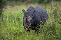 Black rhinoceros (Diceros bicornis) or black rhino in tall grass, Akagera National Park or Kagera National Park, Eastern Province, Rwanda [IBR124563468]