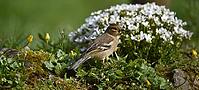 Chaffinch, (Fringilla coelebs) on moss saxifrage in spring, Schleswig-Holstein, Germany [IBR124563510]