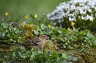 Chaffinch, (Fringilla coelebs) on moss saxifrage in spring, Schleswig-Holstein, Germany [IBR124563512]