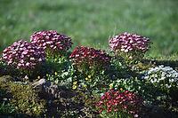Moss saxifrage (Saxifraga x arendsii) in spring, Schleswig-Holstein, Germany [IBR124563513]