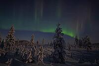 Northern Lights (Aurora borealis) over moonlit winter landscape, Nattavaara, Norrbotten, Lapland, Sweden, November 2023 [IBR124563548]