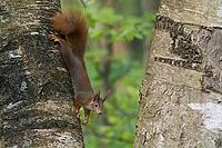 A squirrel (Sciurus vulgaris) climbing down a tree in the countryside, Hesse, Germany [IBR124563558]