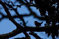 Silhouette of a singing wren (Troglodytes troglodytes), on a branch in front of a blue evening sky, Hesse, Germany [IBR124563559]