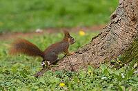 A squirrel (Sciurus vulgaris) standing next to a tree trunk in a flowery meadow, Hesse, Germany [IBR124563560]