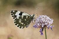 Pontia daplidice, reseda white, western reseda butterfly on scabious flower - Pontia daplidice, bath white on scabious flower [IBR124585232]