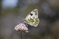 Pontia daplidice, reseda white, western reseda butterfly on scabious flower - Pontia daplidice, bath white on scabious flower [IBR124585233]