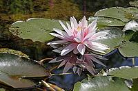 Nymphaea hybrid, water lily, water lily [IBR124585234]