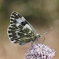 Pontia daplidice, reseda white, western reseda butterfly on scabious flower - Pontia daplidice, bath white on scabious flower [IBR124585235]