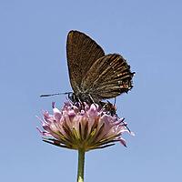 Satyrium esculi, Northern Mannia esculi, Southern Oakwifer - Satyrium esculi, False Ilex Hairstreak [IBR124585236]