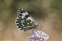 Pontia daplidice, reseda white, western reseda butterfly on scabious flower - Pontia daplidice, bath white on scabious flower [IBR124585237]