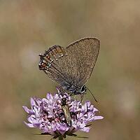 Satyrium esculi, Northern Mannia esculi, Southern Oakwifer - Satyrium esculi, False Ilex Hairstreak [IBR124585238]