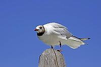 Black-headed gull, Larus ridibundus - Black-headed gull [IBR124585241]