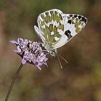 Pontia daplidice, reseda white, western reseda butterfly on scabious flower - Pontia daplidice, bath white on scabious flower [IBR124585242]