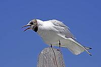 Black-headed gull, Larus ridibundus - Black-headed gull [IBR124585243]