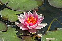 Nymphaea hybrid, water lily, water lily [IBR124585244]