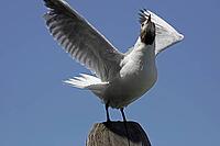 Black-headed gull, Larus ridibundus - Black-headed gull [IBR124585248]