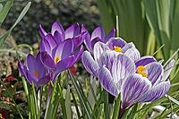 Crocus vernus, spring crocus [IBR124585251]
