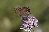 Satyrium esculi, Northern Mannia esculi, Southern Oakwifer - Satyrium esculi, False Ilex Hairstreak [IBR124585252]