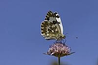 Pontia daplidice, reseda white, western reseda butterfly on scabious flower - Pontia daplidice, bath white on scabious flower [IBR124585253]