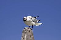 Black-headed gull, Larus ridibundus - Black-headed gull [IBR124585254]