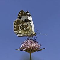 Pontia daplidice, reseda white, western reseda butterfly on scabious flower - Pontia daplidice, bath white on scabious flower [IBR124585255]