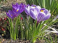 Crocus vernus, spring crocus [IBR124585256]