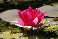 Nymphaea hybrid, water lily, water lily [IBR124585257]