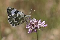 Pontia daplidice, reseda white, western reseda butterfly on scabious flower - Pontia daplidice, bath white on scabious flower [IBR124585259]