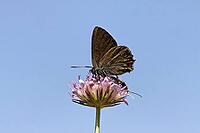 Satyrium esculi, Northern Mannia esculi, Southern Oakwifer - Satyrium esculi, False Ilex Hairstreak [IBR124585261]