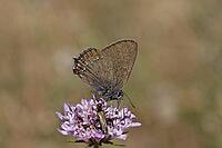 Satyrium esculi, Northern Mannia esculi, Southern Oakwifer - Satyrium esculi, False Ilex Hairstreak [IBR124585262]