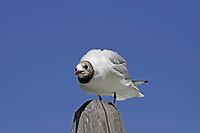 Black-headed gull, Larus ridibundus - Black-headed gull [IBR124585265]