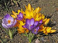 Crocus vernus, spring crocus [IBR124585267]