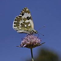 Pontia daplidice, reseda white, western reseda butterfly - Pontia daplidice, bath white on scabious flower [IBR124585268]