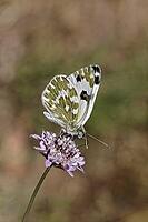 Pontia daplidice, reseda white, western reseda butterfly on scabious flower - Pontia daplidice, bath white on scabious flower [IBR124585270]