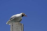 Black-headed gull, Larus ridibundus - Black-headed gull [IBR124585271]