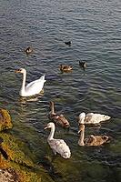 Mute swan (Cygnus olor) with young birds at Lake Garda - Mute swan with young birds [IBR124585272]
