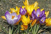 Crocus vernus, spring crocus [IBR124585275]